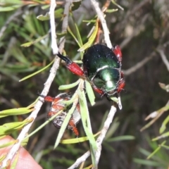 Repsimus manicatus montanus (Green nail beetle) at Gigerline Nature Reserve - 3 Feb 2019 by michaelb