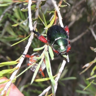 Repsimus manicatus montanus (Green nail beetle) at Tuggeranong DC, ACT - 3 Feb 2019 by michaelb