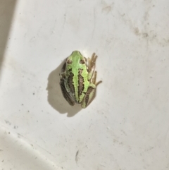 Litoria verreauxii verreauxii (Whistling Tree-frog) at Mount Clear, ACT - 10 Jan 2019 by ChrisM