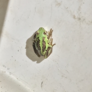 Litoria verreauxii verreauxii at Mount Clear, ACT - 10 Jan 2019 11:43 AM