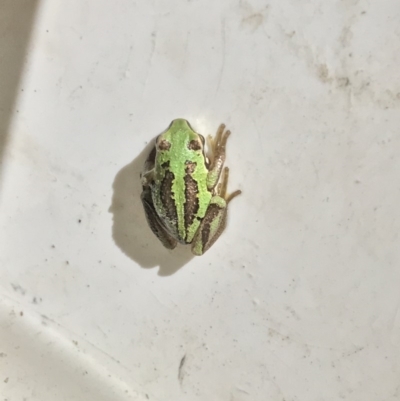 Litoria verreauxii verreauxii (Whistling Tree-frog) at Mount Clear, ACT - 10 Jan 2019 by ChrisM