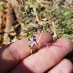 Mentha diemenica (Wild Mint, Slender Mint) at Dunlop, ACT - 8 Mar 2019 by nathkay