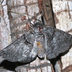 Hypobapta barnardi at Rosedale, NSW - 25 Feb 2019 09:25 PM