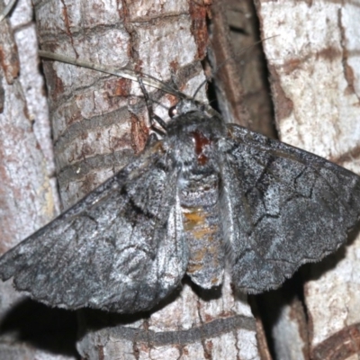 Hypobapta barnardi (Barnard's Grey) at Rosedale, NSW - 25 Feb 2019 by jb2602