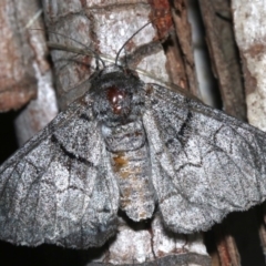 Hypobapta barnardi at Rosedale, NSW - 25 Feb 2019 09:25 PM