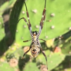 Trichonephila edulis (Golden orb weaver) at Lake Burley Griffin West - 2 Mar 2019 by AndrewCB