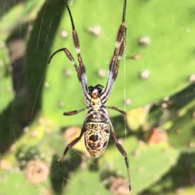 Trichonephila edulis (Golden orb weaver) at Lake Burley Griffin West - 2 Mar 2019 by AndrewCB