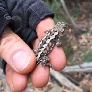 Rankinia diemensis at Kosciuszko National Park, NSW - 26 Jan 2019