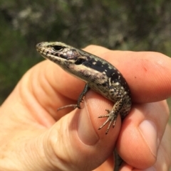 Eulamprus tympanum (Southern Water Skink) at Kosciuszko National Park, NSW - 27 Jan 2019 by AndrewCB