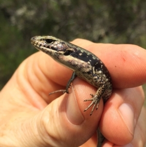 Eulamprus tympanum at Kosciuszko National Park, NSW - 27 Jan 2019