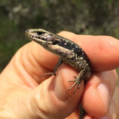 Eulamprus tympanum (Southern Water Skink) at Kosciuszko National Park - 27 Jan 2019 by AndrewCB