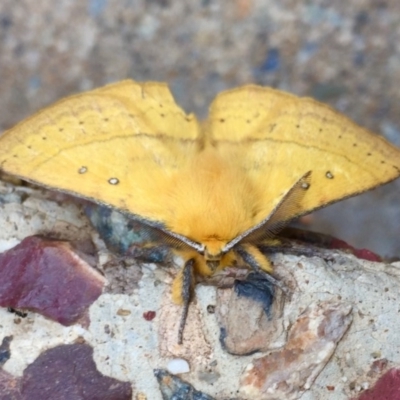 Anthela nicothoe (Urticating Anthelid) at Kosciuszko National Park - 27 Jan 2019 by AndrewCB