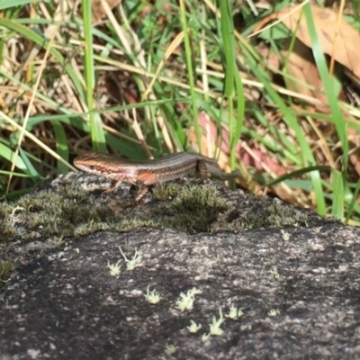 Pseudemoia entrecasteauxii (Woodland Tussock-skink) at Kosciuszko National Park, NSW - 27 Jan 2019 by AndrewCB