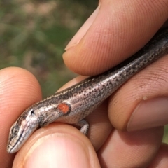 Pseudemoia entrecasteauxii (Woodland Tussock-skink) at Kosciuszko National Park - 27 Jan 2019 by AndrewCB