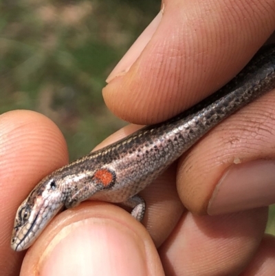 Pseudemoia entrecasteauxii (Woodland Tussock-skink) at Kosciuszko National Park - 27 Jan 2019 by AndrewCB