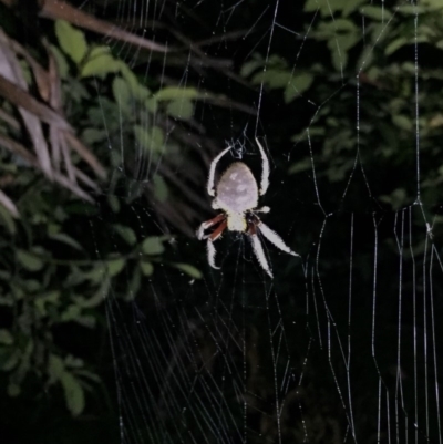 Hortophora sp. (genus) (Garden orb weaver) at Murramarang National Park - 2 Feb 2019 by AndrewCB
