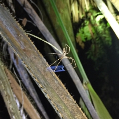 Asianopis sp. (genus) (Net-casting spider) at Murramarang National Park - 2 Feb 2019 by AndrewCB
