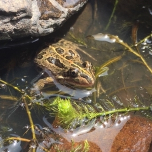 Limnodynastes tasmaniensis at Mount Clear, ACT - 20 Jan 2019 11:33 AM