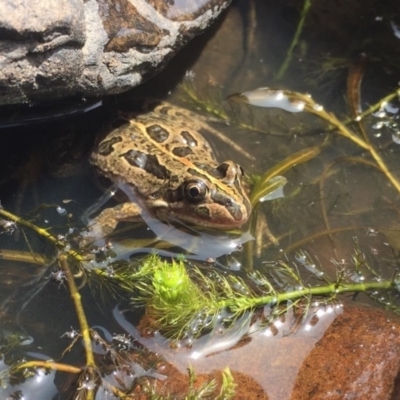Limnodynastes tasmaniensis (Spotted Grass Frog) at Namadgi National Park - 20 Jan 2019 by AndrewCB