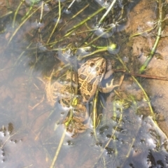 Limnodynastes tasmaniensis at Mount Clear, ACT - 20 Jan 2019 11:33 AM