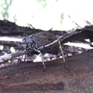 Acripeza reticulata at Mount Clear, ACT - 20 Jan 2019