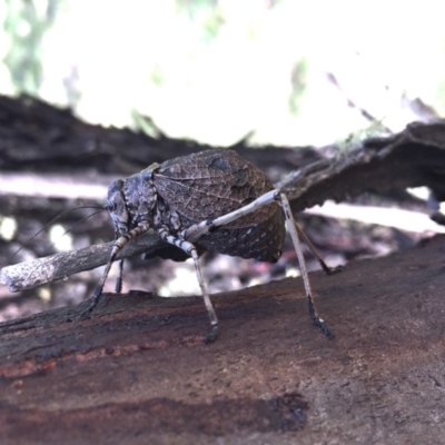 Acripeza reticulata (Mountain Katydid) at Namadgi National Park - 20 Jan 2019 by AndrewCB