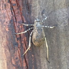 Acripeza reticulata at Mount Clear, ACT - 20 Jan 2019