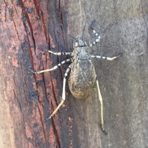 Acripeza reticulata at Mount Clear, ACT - 20 Jan 2019