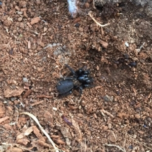 Hexathelidae (family) at Mount Clear, ACT - 19 Jan 2019