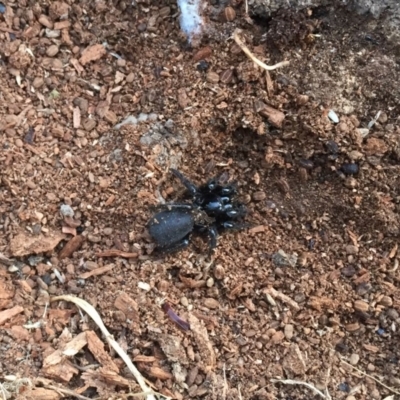 Hadronyche sp. (genus) (A funnel web) at Mount Clear, ACT - 19 Jan 2019 by AndrewCB