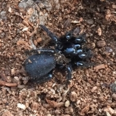 Hadronyche sp. (genus) at Mount Clear, ACT - 19 Jan 2019