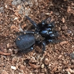 Hadronyche sp. (genus) at Mount Clear, ACT - 19 Jan 2019