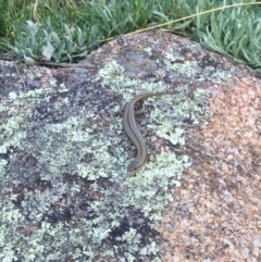 Acritoscincus duperreyi (Eastern Three-lined Skink) at Namadgi National Park - 19 Jan 2019 by AndrewCB