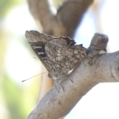 Ogyris olane (Broad-margined Azure) at Theodore, ACT - 8 Mar 2019 by owenh