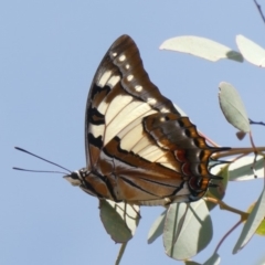 Charaxes sempronius (Tailed Emperor) at Theodore, ACT - 8 Mar 2019 by owenh