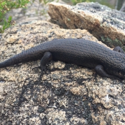 Egernia saxatilis (Black Rock Skink) at Tennent, ACT - 5 Mar 2018 by AndrewCB