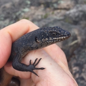 Egernia saxatilis at Tennent, ACT - 5 Mar 2018 12:32 PM