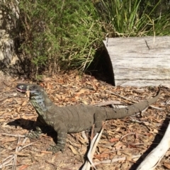 Varanus varius (Lace Monitor) at Bournda, NSW - 1 Apr 2018 by AndrewCB