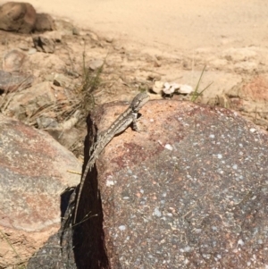 Amphibolurus muricatus at Stromlo, ACT - 8 Oct 2018