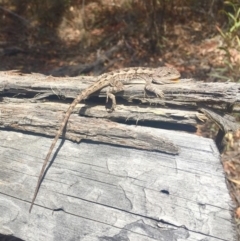 Amphibolurus muricatus (Jacky Lizard) at Bruce Ridge - 9 Nov 2018 by AndrewCB