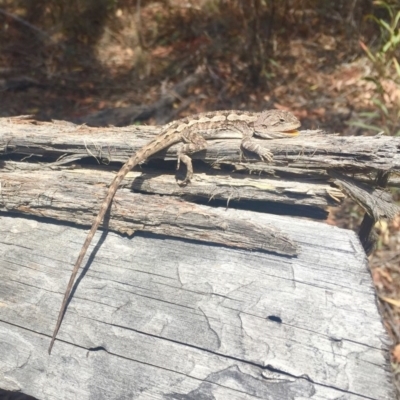 Amphibolurus muricatus (Jacky Lizard) at Bruce Ridge - 9 Nov 2018 by AndrewCB