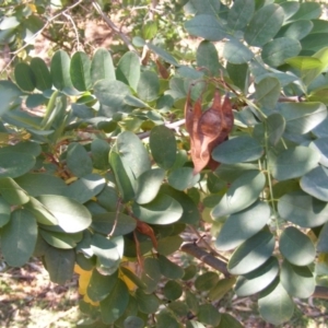 Robinia pseudoacacia at Campbell, ACT - 7 Mar 2019