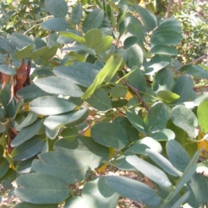 Robinia pseudoacacia at Campbell, ACT - 7 Mar 2019