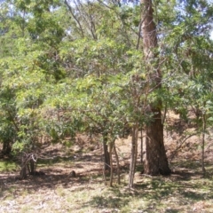 Robinia pseudoacacia at Campbell, ACT - 7 Mar 2019