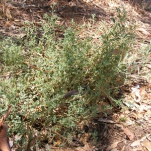 Atriplex semibaccata at Campbell, ACT - 7 Mar 2019 02:11 PM