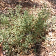 Atriplex semibaccata (Creeping Saltbush) at Mount Ainslie - 7 Mar 2019 by MichaelMulvaney