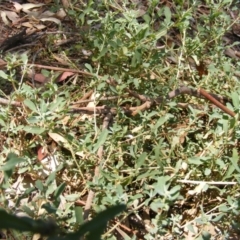 Atriplex semibaccata at Campbell, ACT - 7 Mar 2019