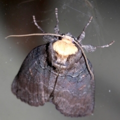 Discophlebia lucasii (Lucas' Snub Moth) at Rosedale, NSW - 25 Feb 2019 by jbromilow50