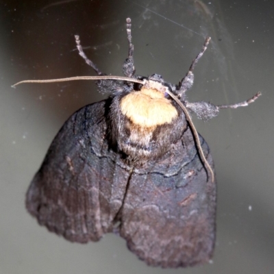 Discophlebia lucasii (Lucas' Snub Moth) at Rosedale, NSW - 25 Feb 2019 by jb2602