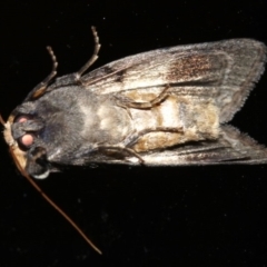 Discophlebia lucasii at Rosedale, NSW - 25 Feb 2019